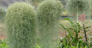 Spanish Moss